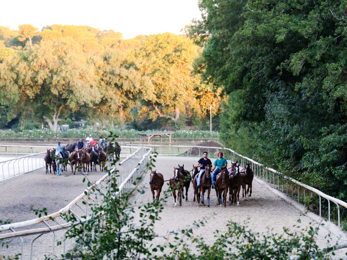 Ideal structures for horse and player training