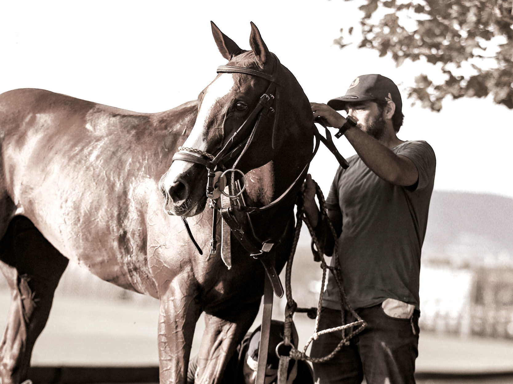 Ideal structures for horse and player training